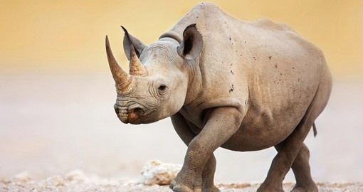 The mightly Black Rhino on the salt plains of Etosha National Park is part of your Namibia Safari