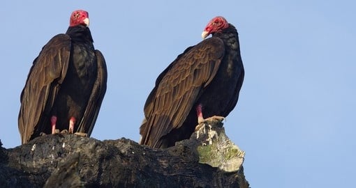 Turkey Vultures in western Panama
