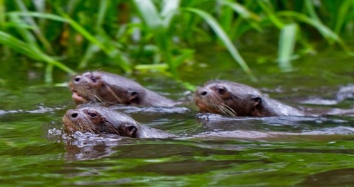 Observe river otters and other amazon wildlife on your Ecuador Vacation