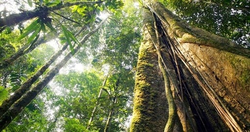A giant rainforest tree