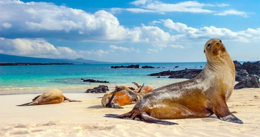 Get up close and personal with the Galapagos Fur Seals, one of the unique species on the island