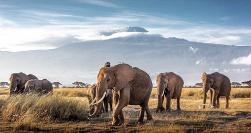 The second highest peak in Africa, Mount Kenya  is on the traditional Elephant migration route
