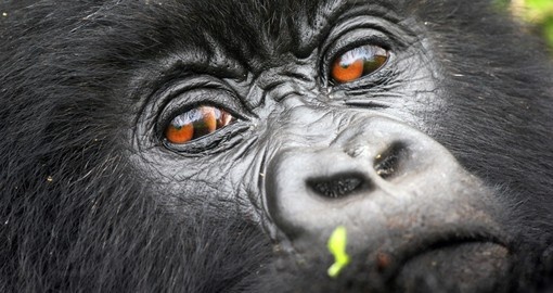 Seeing a baby mountain gorilla will be a highlight of your Uganda safari.