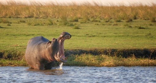 Hippo standing in river, Botswana