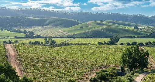 The fertile Casablanca Valley was first planted in the 1980s