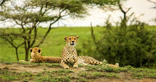 Predators in Tarangire include Lion, Leopard, Cheetah and Honey Badgers