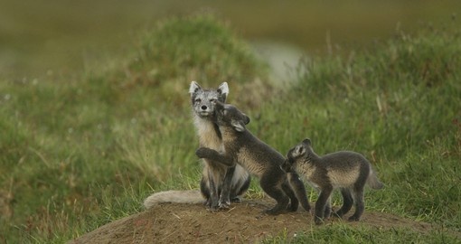 Three arctic foxes