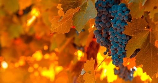 The ideal wine climate makes it a great place to sample the wine during your Mendoza vacation