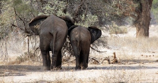 Rare Desert Elephants of Damaraland
