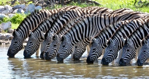 Zebras at a watering hole - a perfect photo opportunity while on your Tanzania safaris.