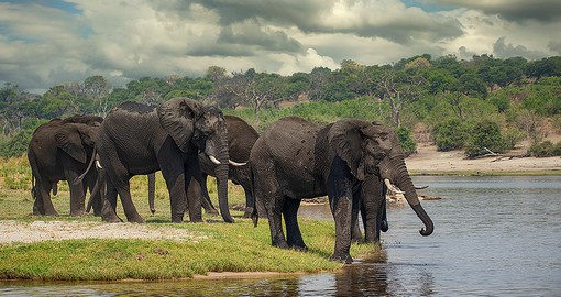 Included in your Botswana safari is time of the Chobe River