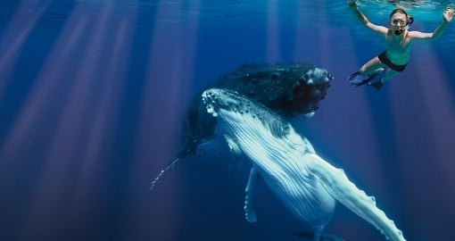 Swimming with whales is a great tour inclusion for your Tonga vacation.