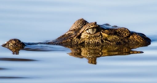 Yacare caiman floating in the pantanal wetlands