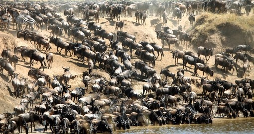 The Wildebeest migration is a very popular time for people looking to do a Kenyan safari.