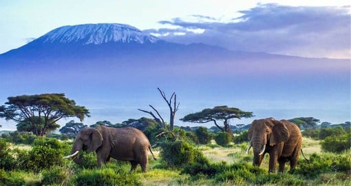 Crowned by Mount Kilimanjaro, Amboseli is renown for it's large herds of elephants