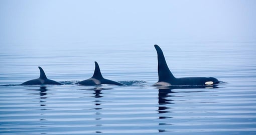 Whales off the coast of British Columbia