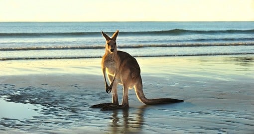 Eastern grey kangaroo on beach, near Mackay