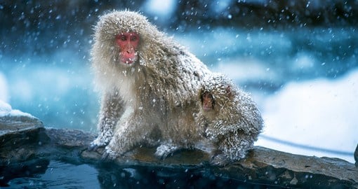 The Japanese macaque or snow monkey lives further north than any other primate