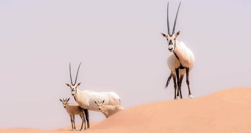 The Oryx has been reintroduced to the Arabian Desert