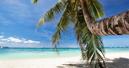 Beautiful palm on beach with white sand