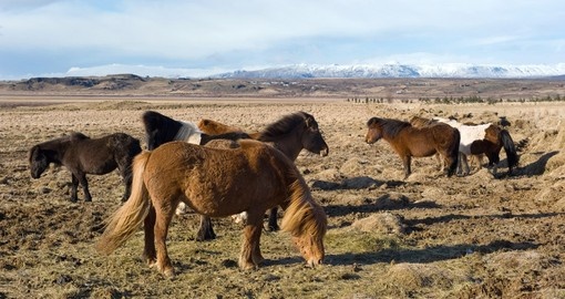 Wild Horses Standing in a Field with Mountains on the Horizon