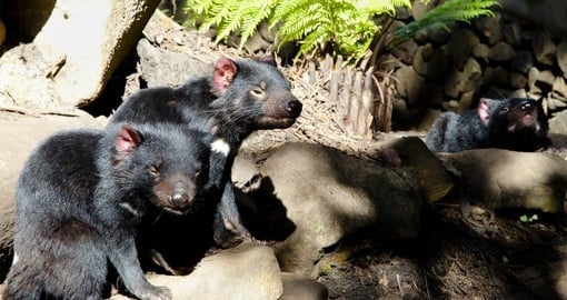 See Tasmanian Devils and other unique wildlife on your Australia Vacation