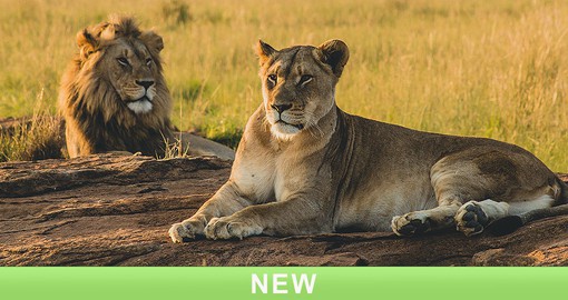 At close to 15,000 square kilometers, Serengeti National Parks is home to more than 4,000 lions