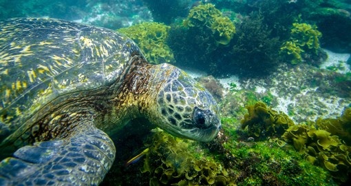 Turtle swimming underwater in Galapagos islands