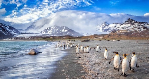 Stop at beautiful South Georgia Island on your Cruise to Antarctica