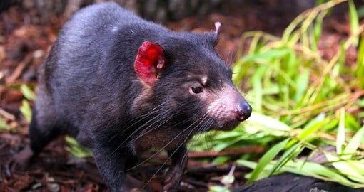 Hear The Wild Call Of The Tasmanian Devil