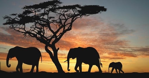 Experience the Magic of Africa