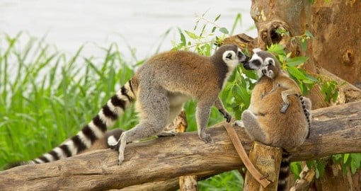 Ring - tailed lemur