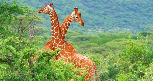 Watch Giraffes and experience some time of their everyday life during your next Kenya safari.