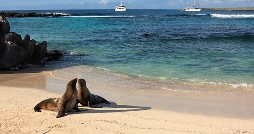 Seals on a beach in Galapagos