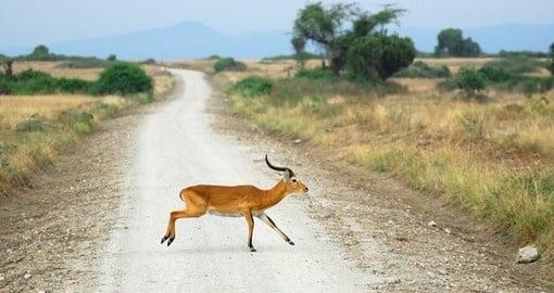 Antelope Reedbuck