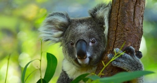 Cozy up to a koala in person and make memories with an Australian icon