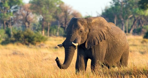 A recent census estimated that Botswana had 130,451 elephants, the highest density on the continent