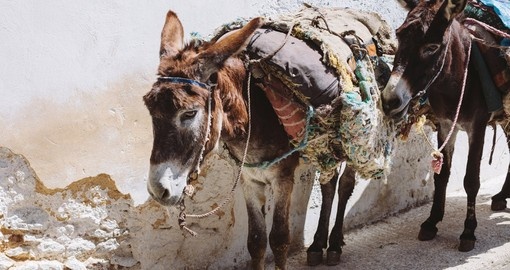 Donkey in the streets of Fez