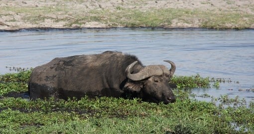 Cape buffalo eating green plants in the river