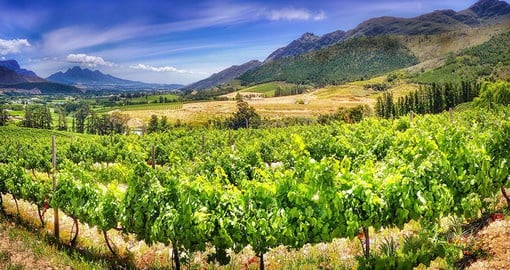 Close to Cape Town, the Cape Winelands produce South Africa's most exquisite wines