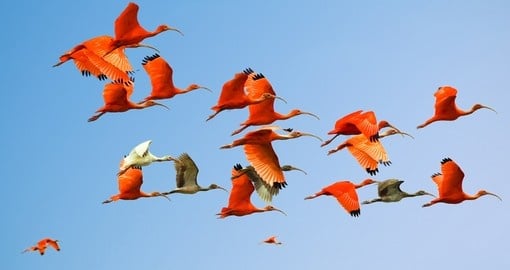 Flock of scarlet and white ibises in flight