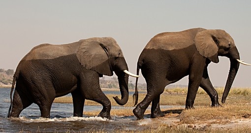 Two male elephants in Chobe National Park_