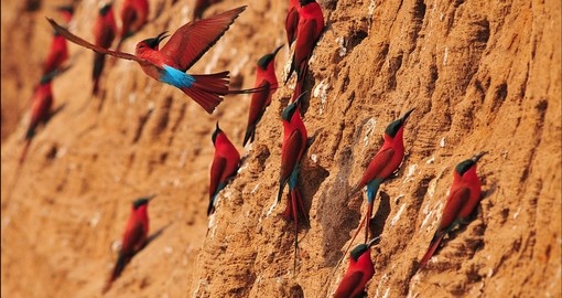 Southern Carmine Bee-eater dancing in the air