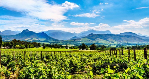 A visit to the Vineyards of the Cape Winelands in the Franschhoek Valley is included in your South African vacation