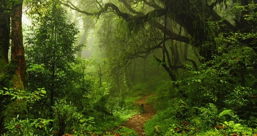 Forest within Nepal