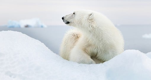 The elusive polar bear is a hard find but once you do encounter one it will make your Arctic Vacation a memorable one