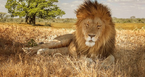 With up to 900 individuals, the Masai Mara is a premier location for spotting  lions