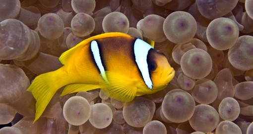 Bubble anemone and fish