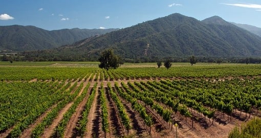 Explore a vast winery with local guides on this Chile tour