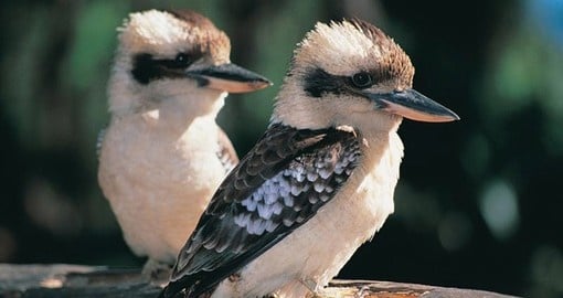 Kookaburras are famous for their "laugh" and you are sure to hear them laughing on Australia vacations.